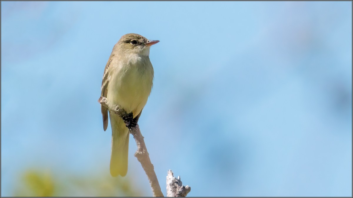 Mosquero Alisero - ML453075101