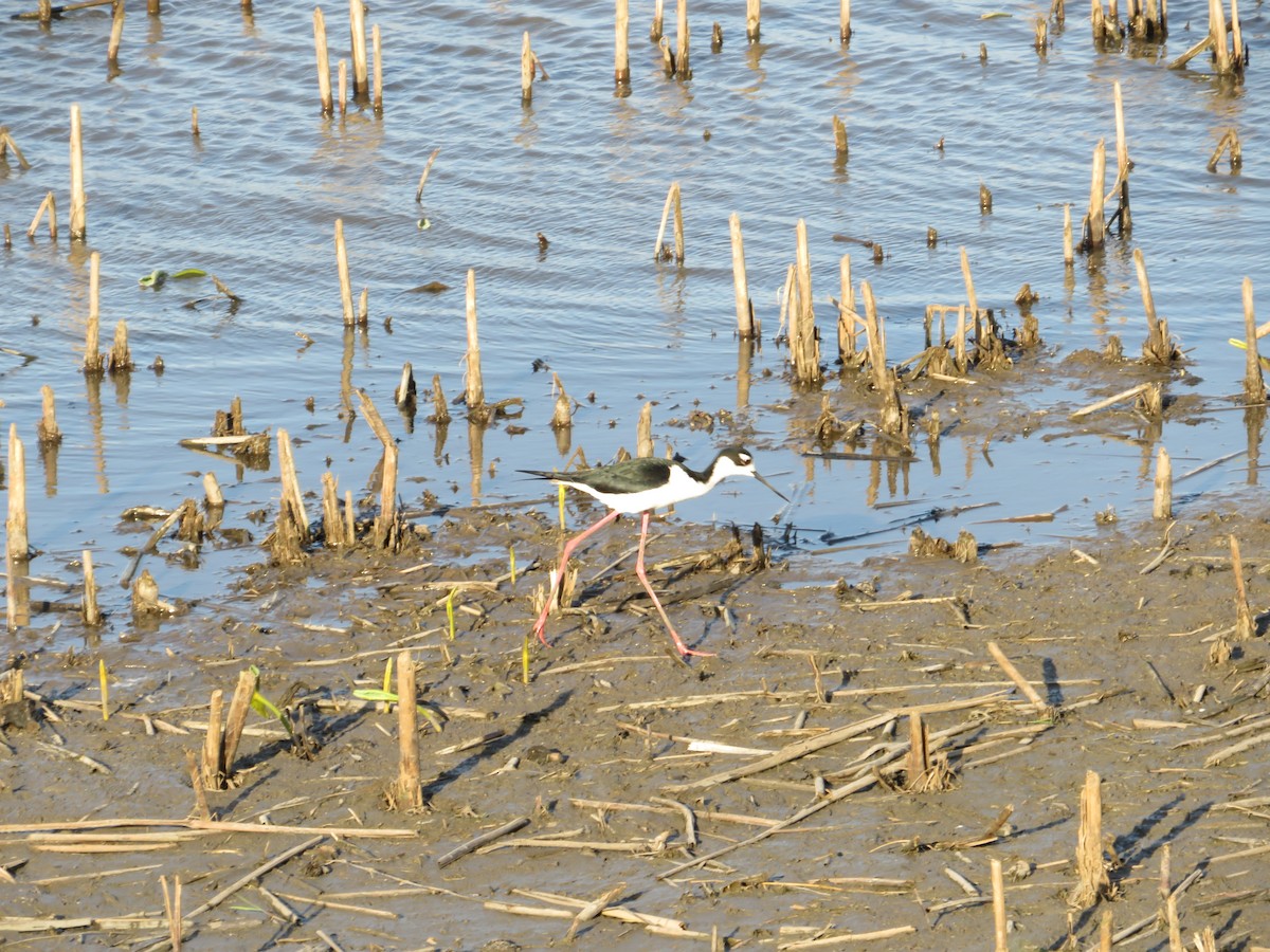 Black-necked Stilt - ML453075111