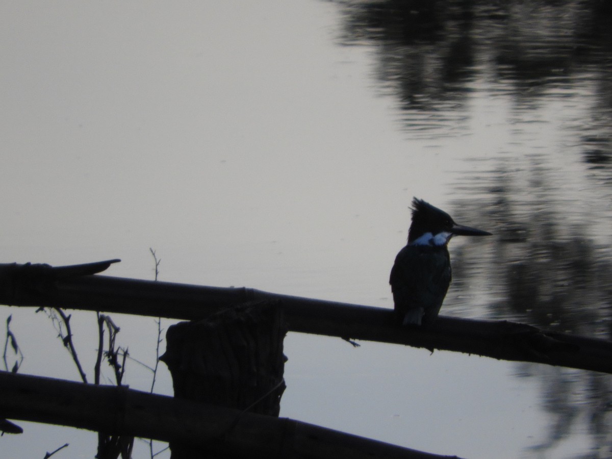 Amazon Kingfisher - Silvia Enggist