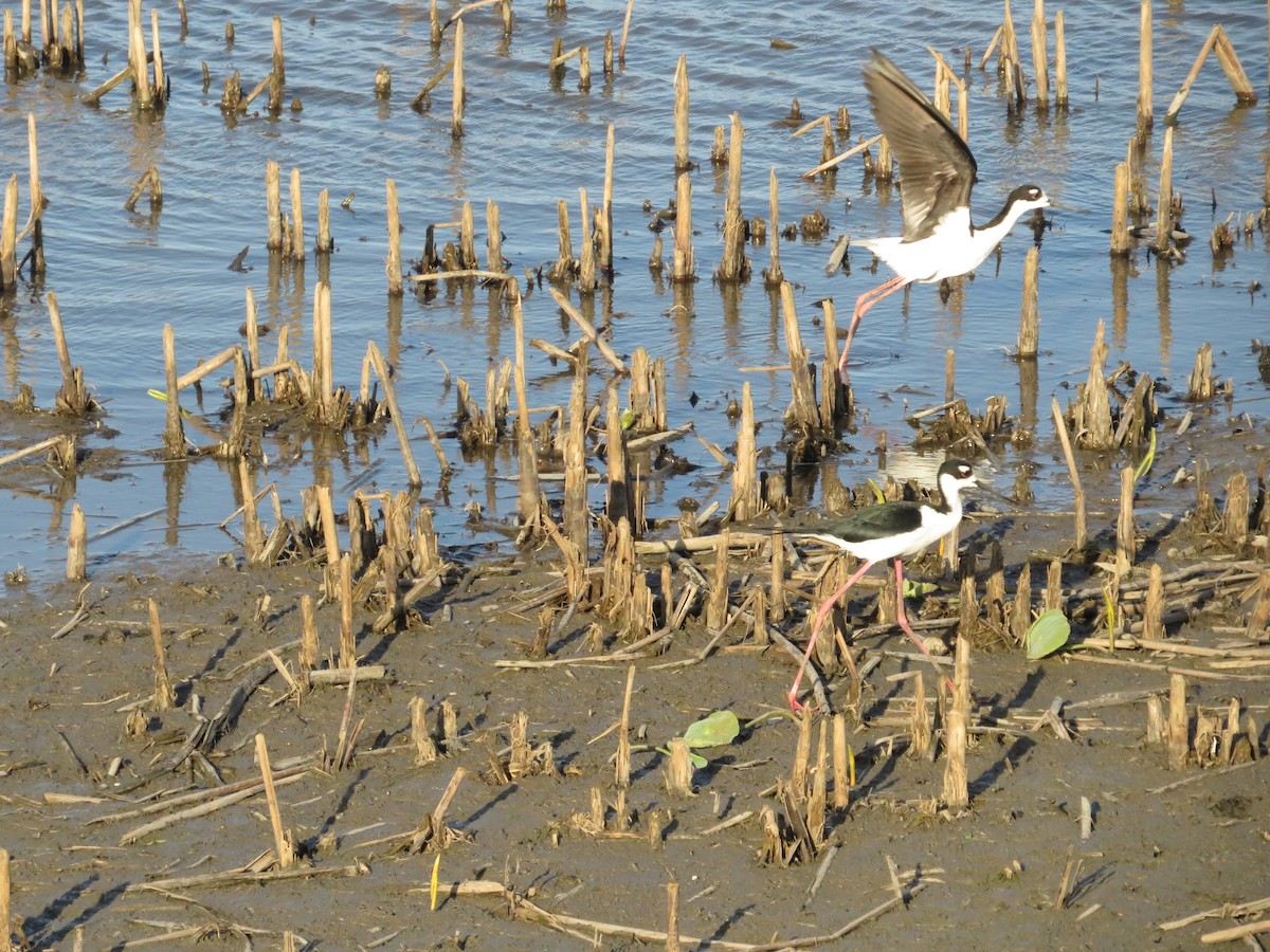Black-necked Stilt - ML453075141