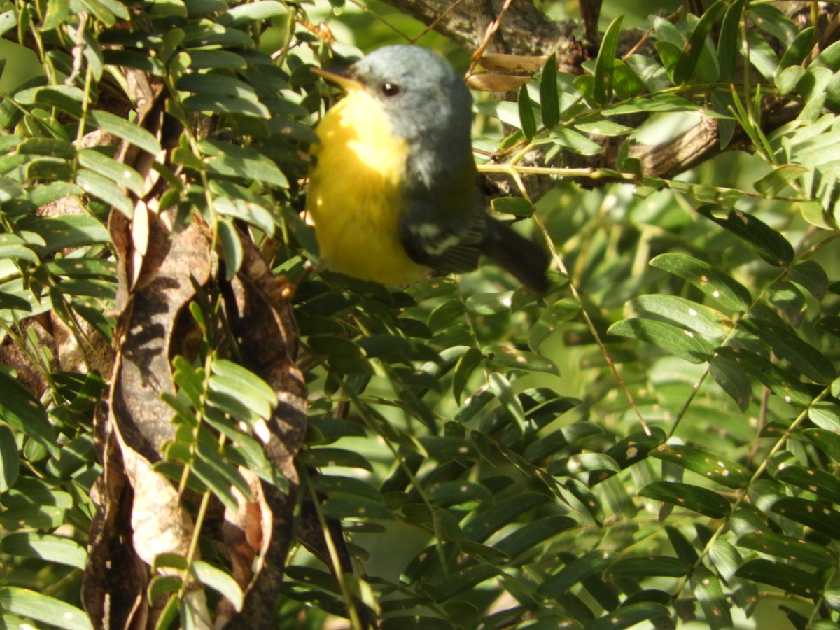 Tropical Parula - ML453075351