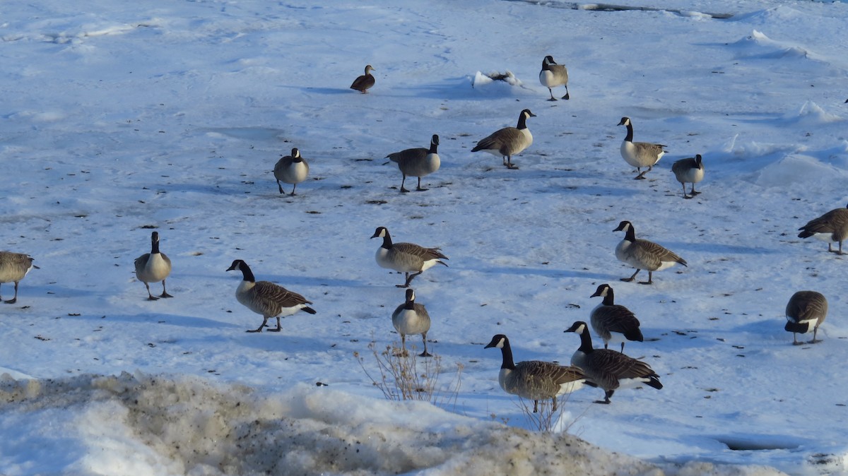 Canada Goose - ML45307861