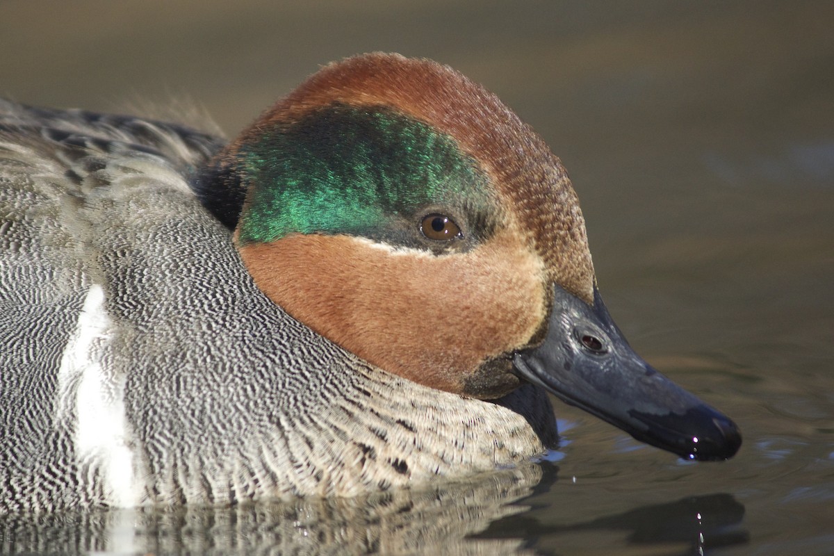 Green-winged Teal - ML45307891