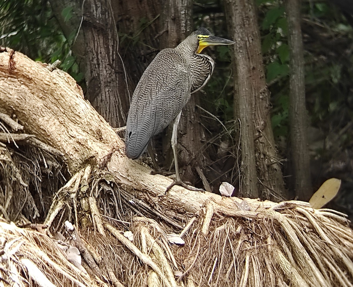 Bare-throated Tiger-Heron - Vladimir Torrez