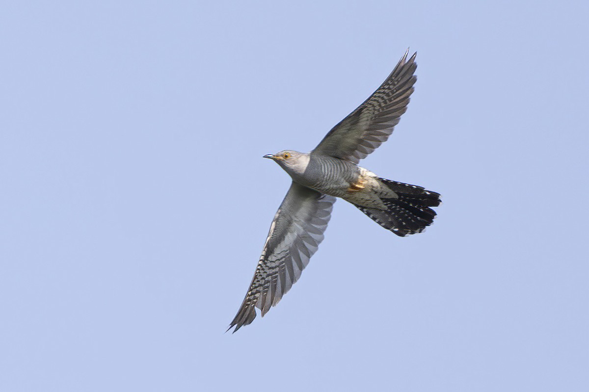 Common Cuckoo - Arthur Grosset