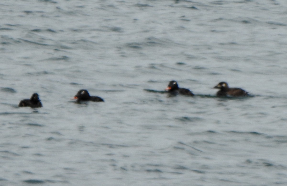 White-winged Scoter - ML453081761