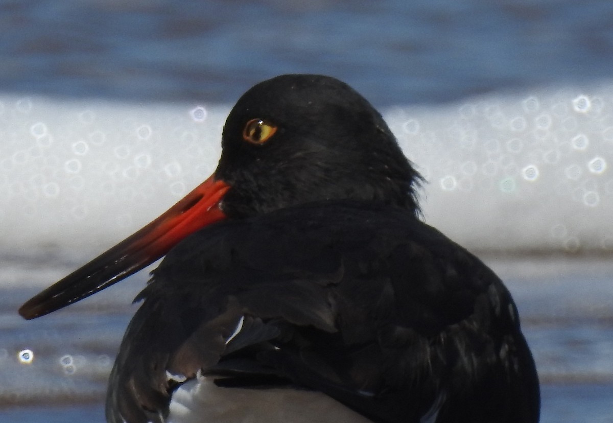 Magellanic Oystercatcher - ML45308181