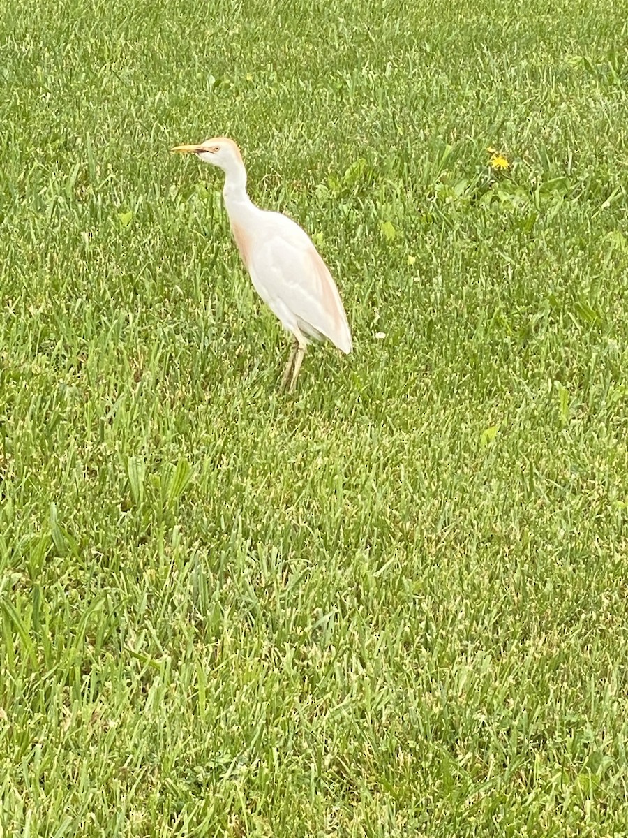 Western Cattle-Egret - ML453082271
