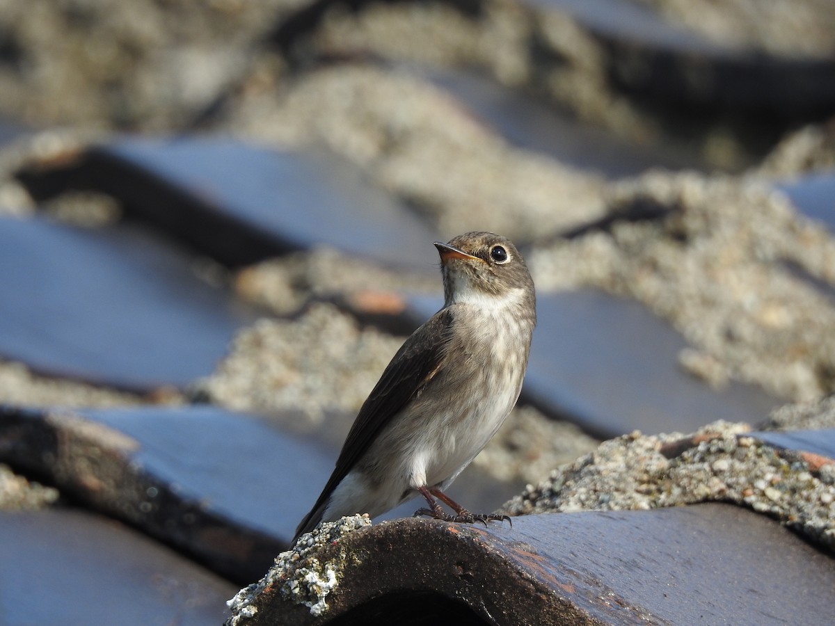 Dark-sided Flycatcher - ML453082411