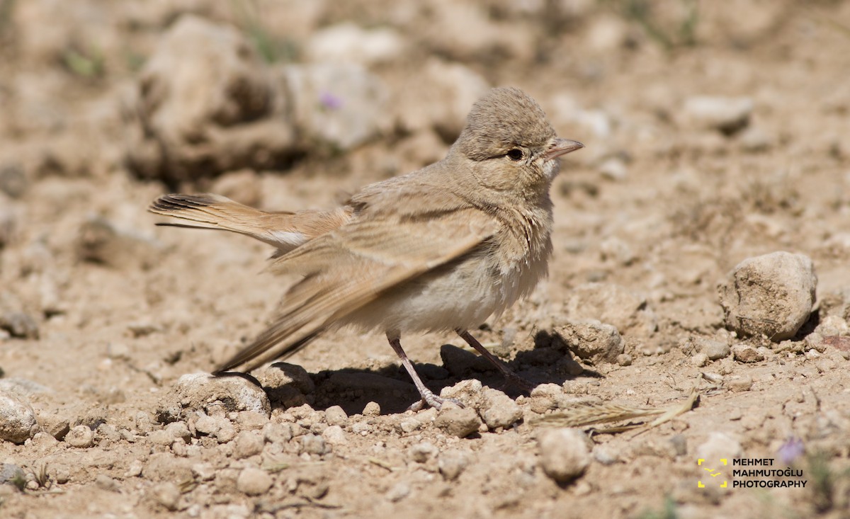 עפרוני חכלילי - ML453082671