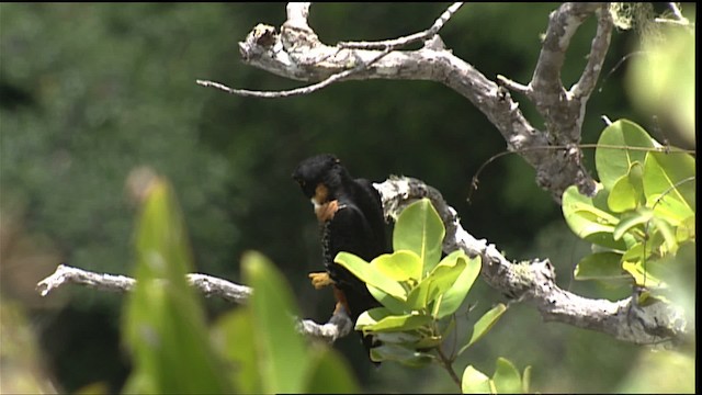 Orange-breasted Falcon - ML453083