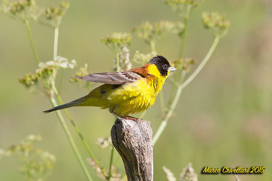 Black-headed Bunting - ML453083821