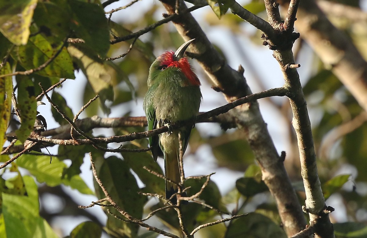 Red-bearded Bee-eater - ML453086541