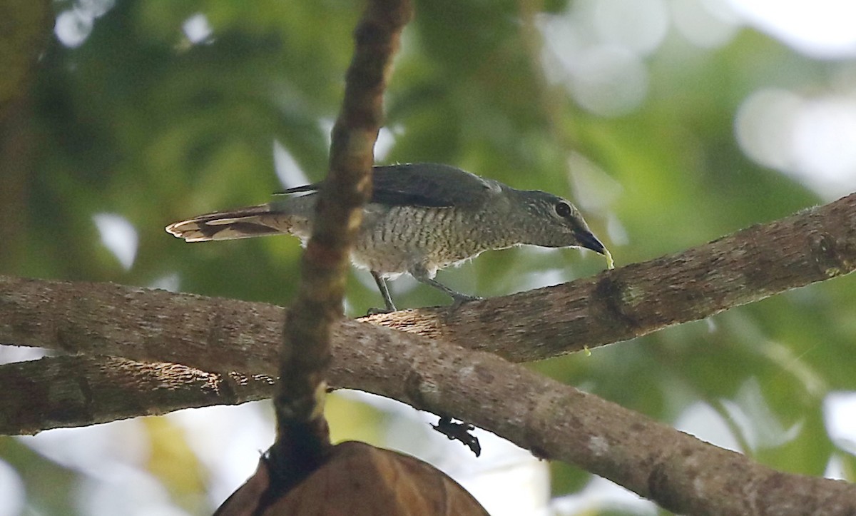 Lesser Cuckooshrike - ML453086571