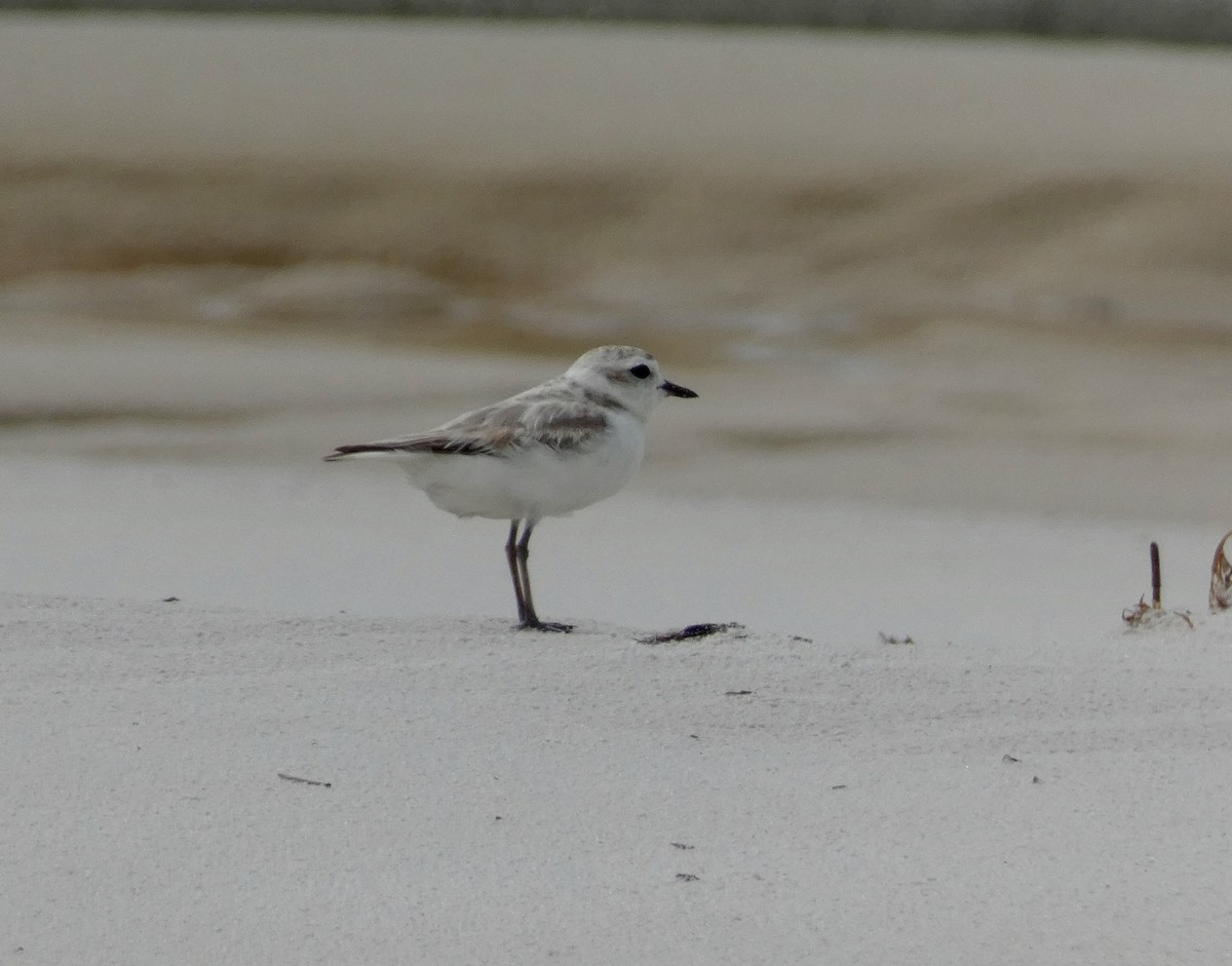 Snowy Plover - ML453086601