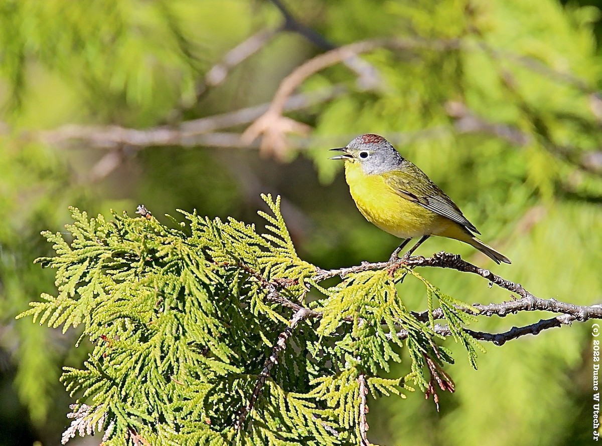 Nashville Warbler - ML453086651