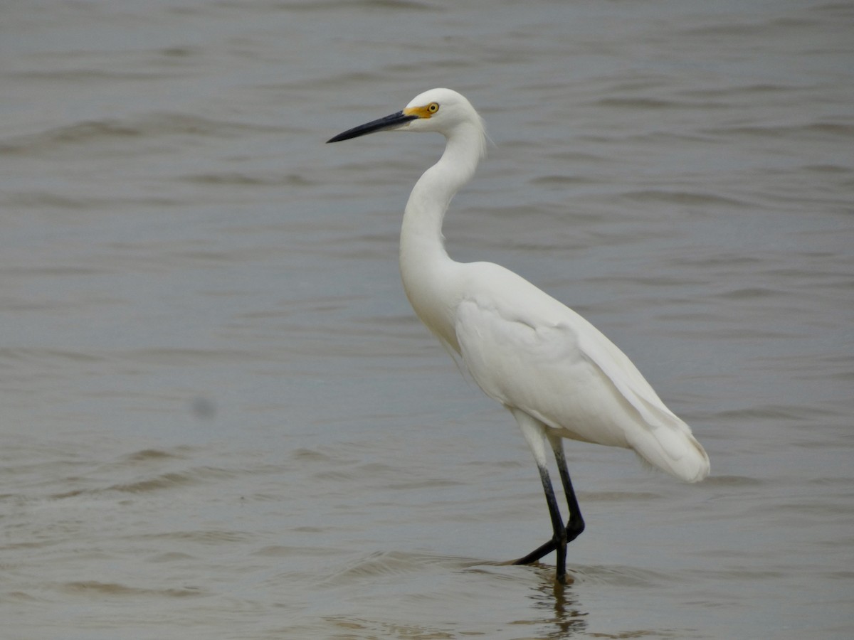 Snowy Egret - ML453086721