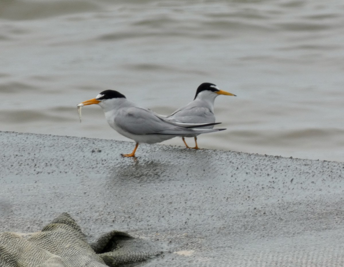 Least Tern - ML453086971