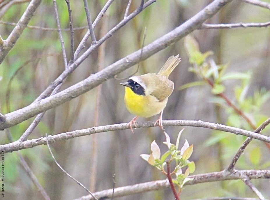 Common Yellowthroat - ML453087021