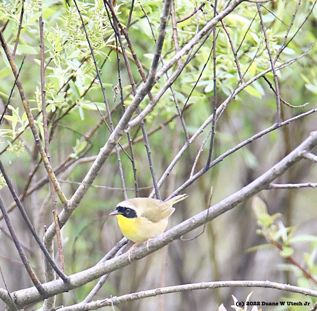 Common Yellowthroat - ML453087031