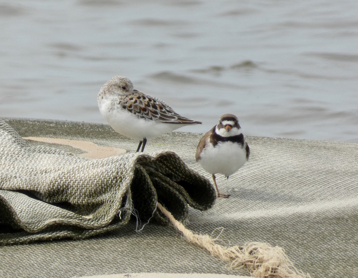 Semipalmated Plover - ML453087171