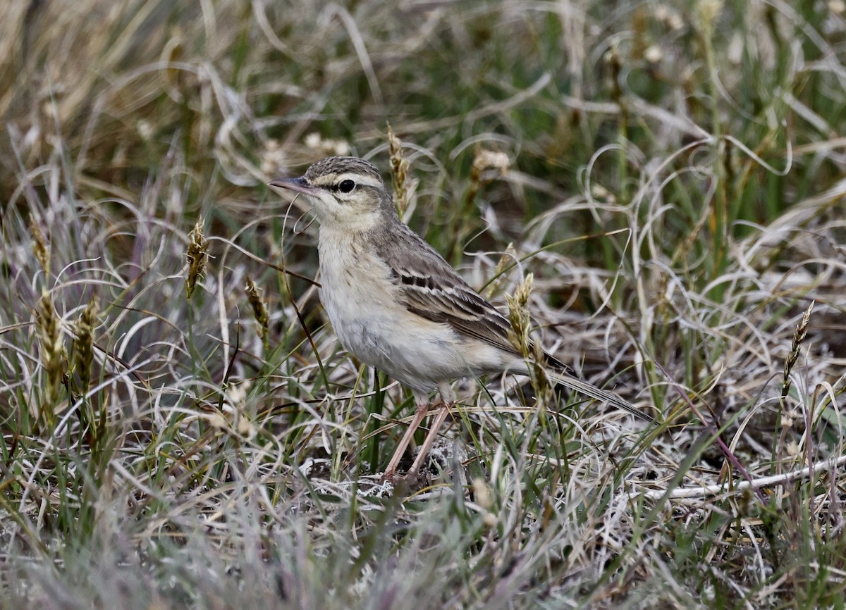 Tawny Pipit - ML453088991