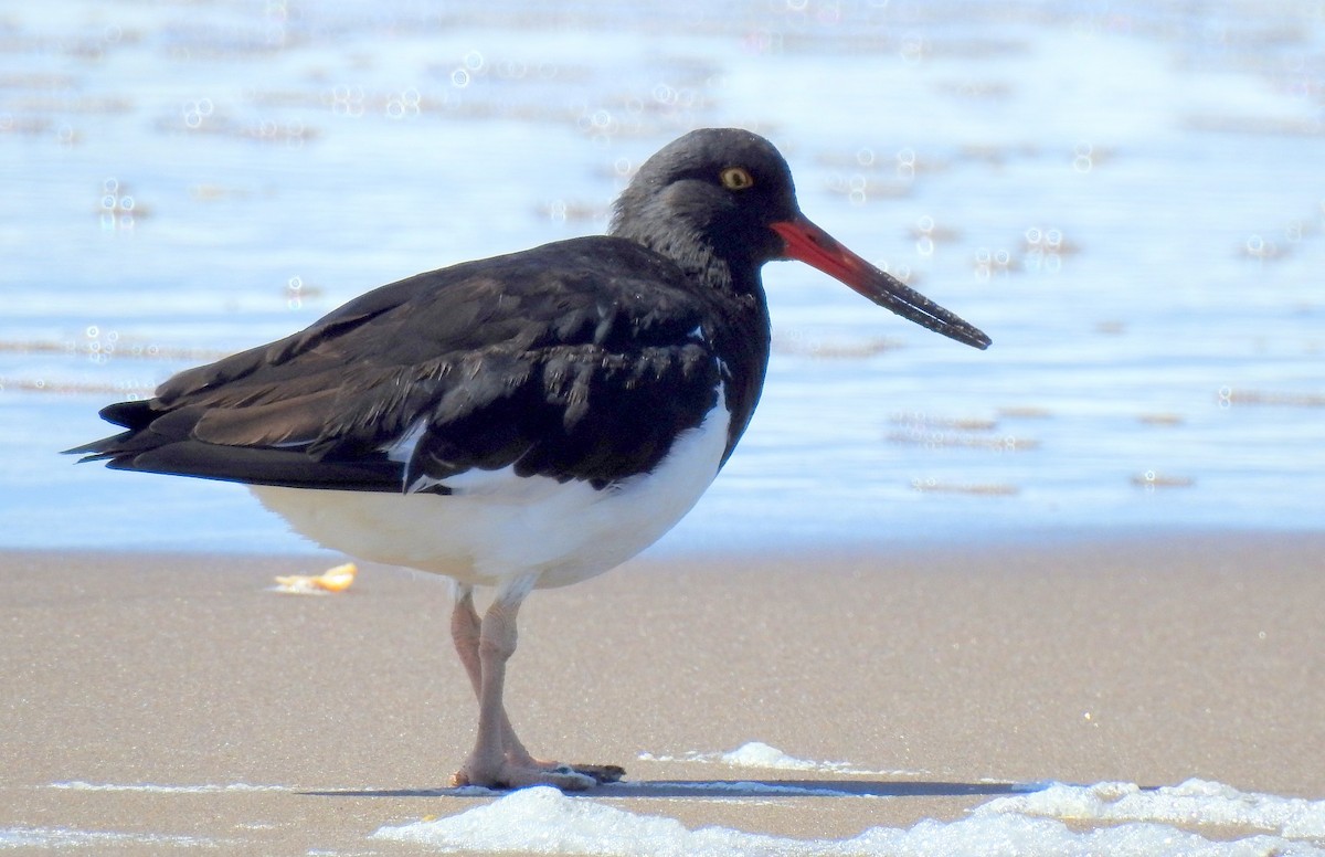 Magellanic Oystercatcher - ML45308941