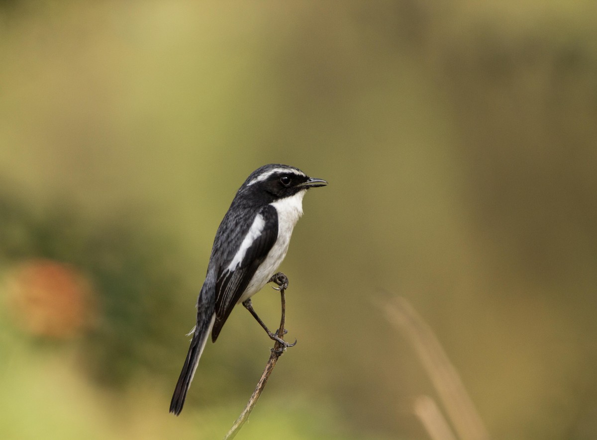 Gray Bushchat - ML453089441