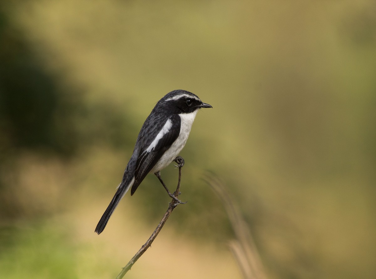 Gray Bushchat - ML453089591