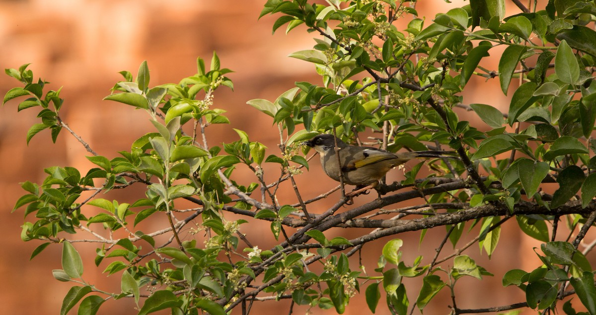 Variegated Laughingthrush - ML453089631