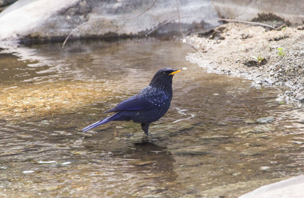 Blue Whistling-Thrush - ML453090541