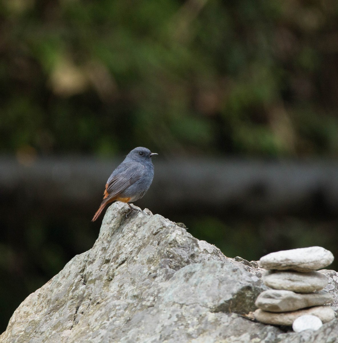Plumbeous Redstart - ML453090551