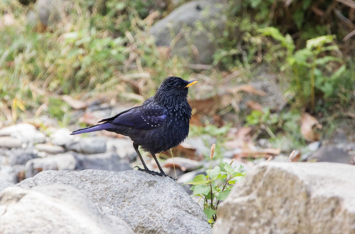 Blue Whistling-Thrush - ML453090571