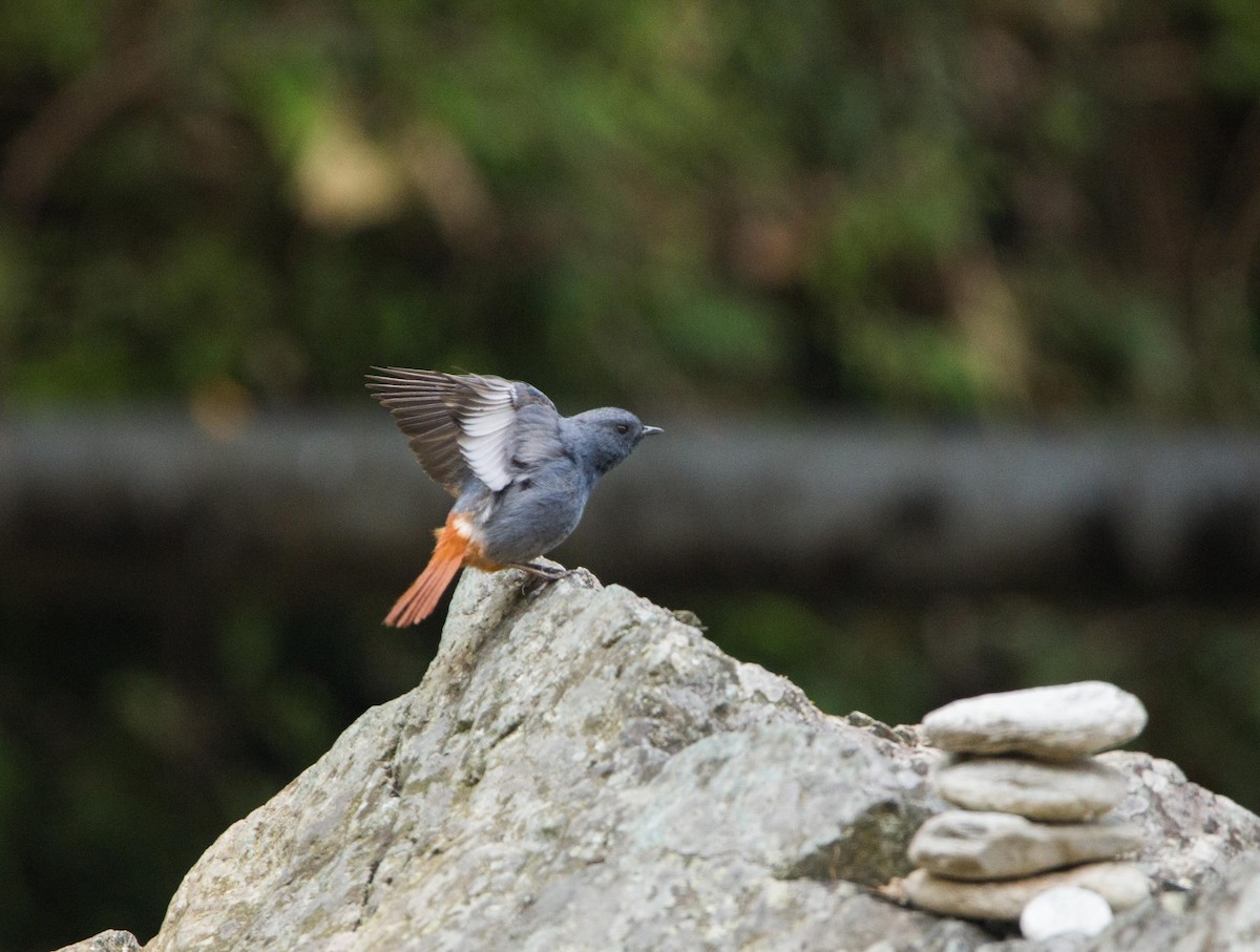 Plumbeous Redstart - ML453090591