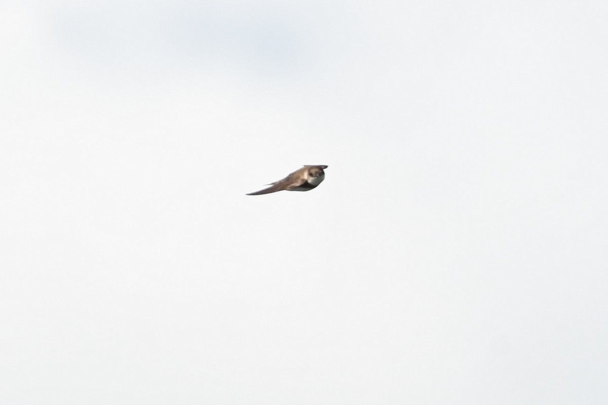 Bank Swallow - ML453091461