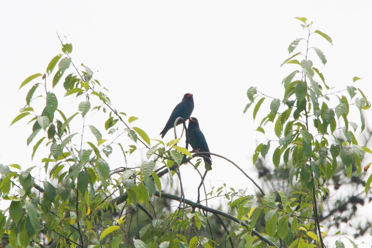 Dollarbird - ML453092531