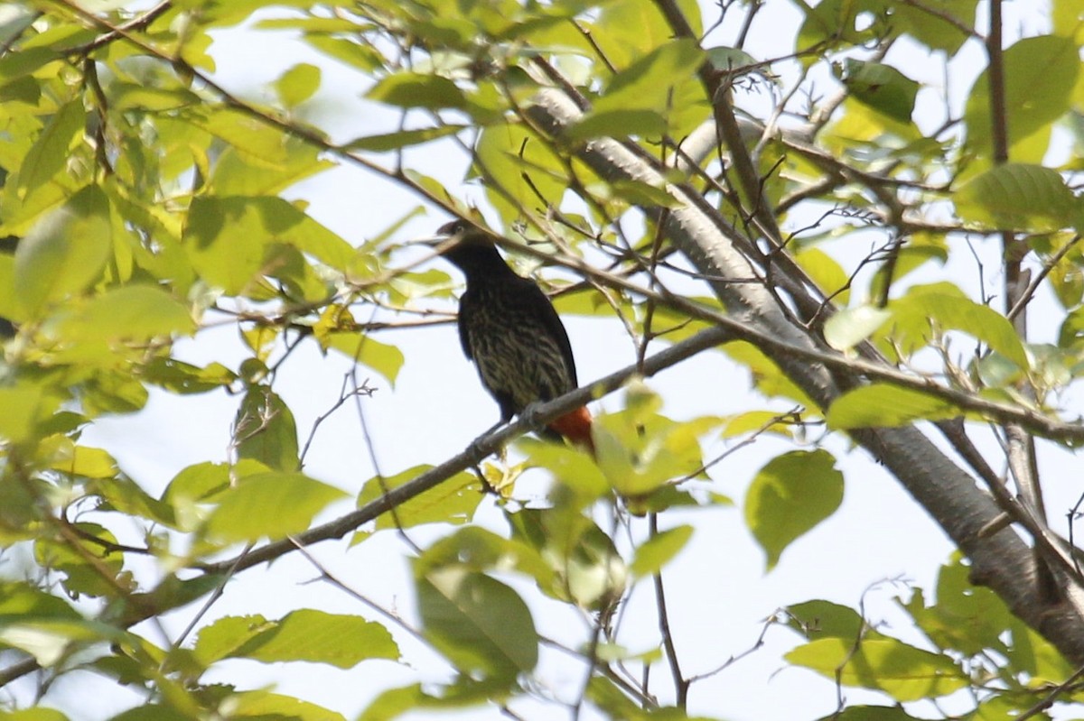 Maroon Oriole - kuttettan munnar