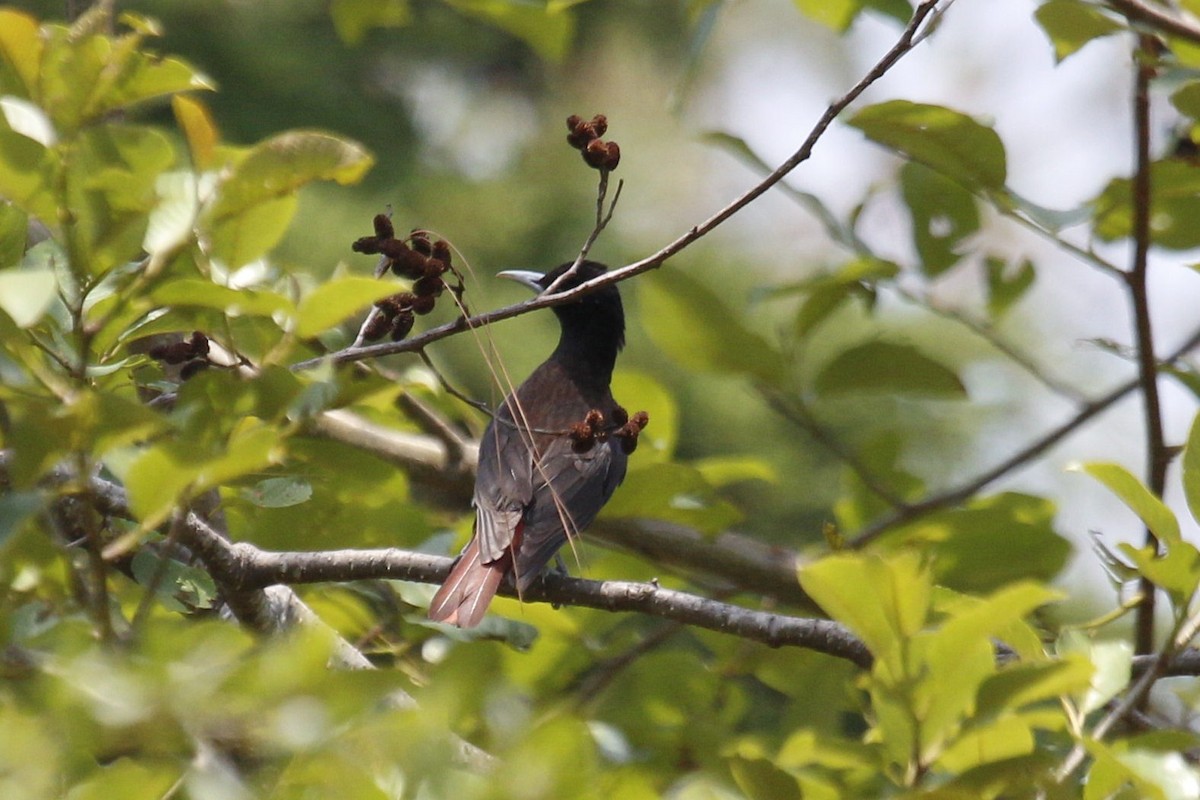 Maroon Oriole - ML453092581