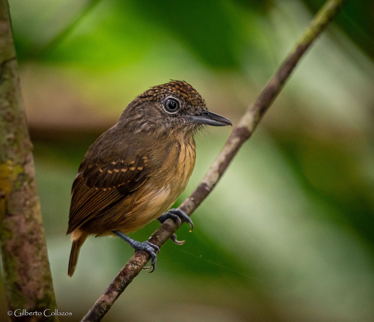 Spot-crowned Antvireo - ML453092611