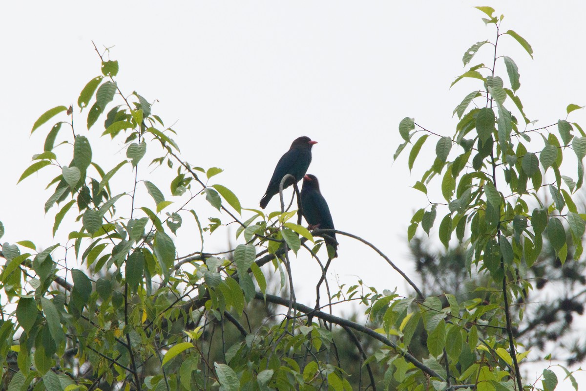 Dollarbird - ML453092651