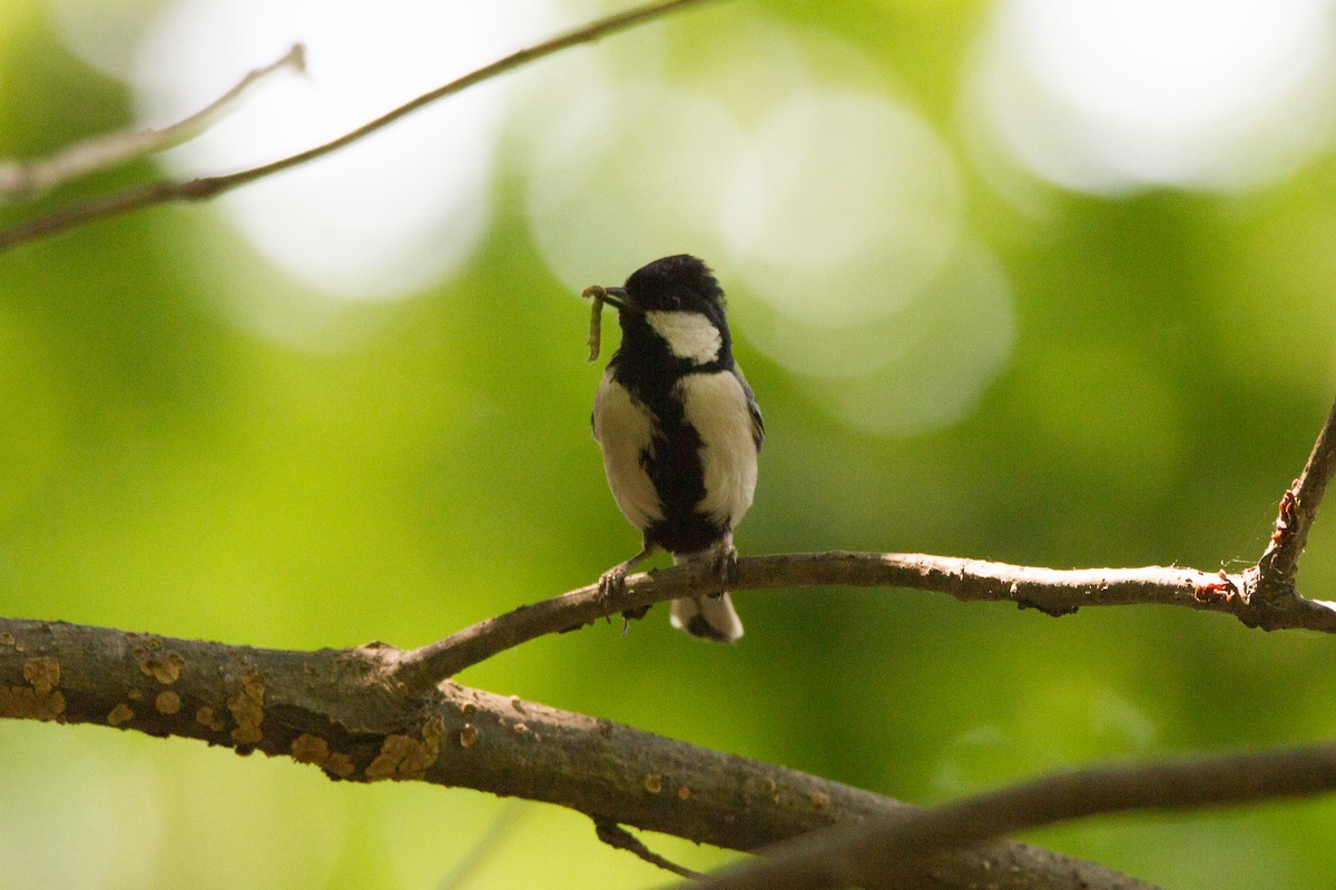 Japanese Tit - ML453093181