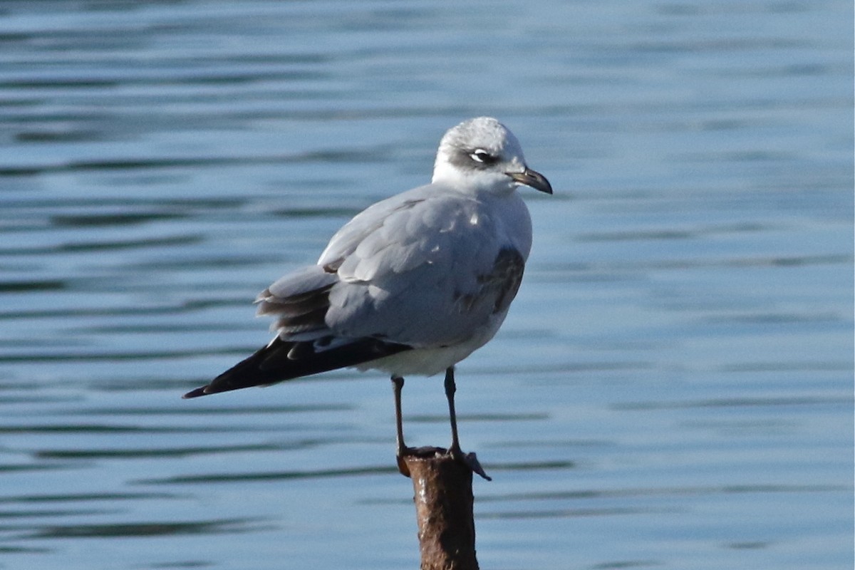 Mediterranean Gull - ML45309401