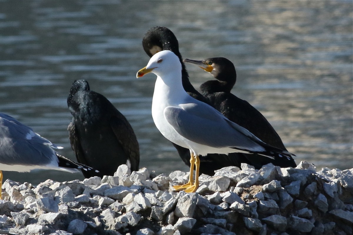 Yellow-legged Gull - Johan Fagefors