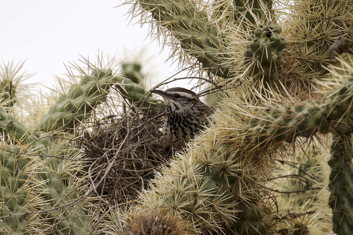 Cactus Wren - Douglas Bruns