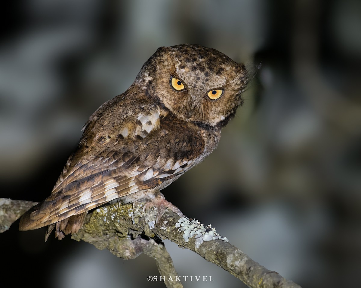 Mountain Scops-Owl - ML453095401