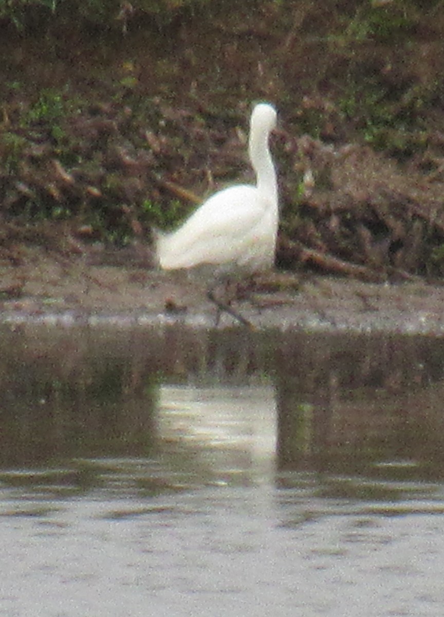 Snowy Egret - ML453095741