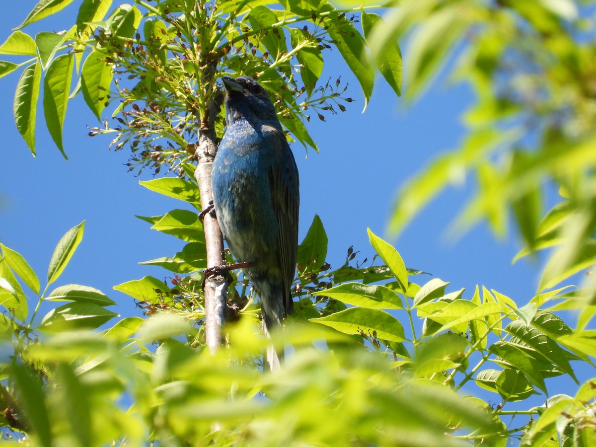 Indigo Bunting - ML453097361