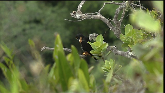 Orange-breasted Falcon - ML453099