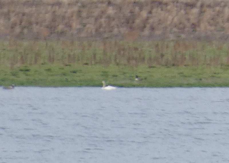 Tundra Swan - ML453099141