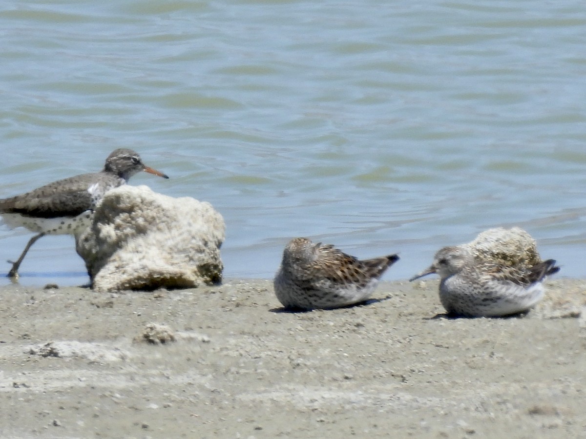 White-rumped Sandpiper - ML453099221